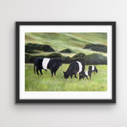 Belted Galloways Landscape Print