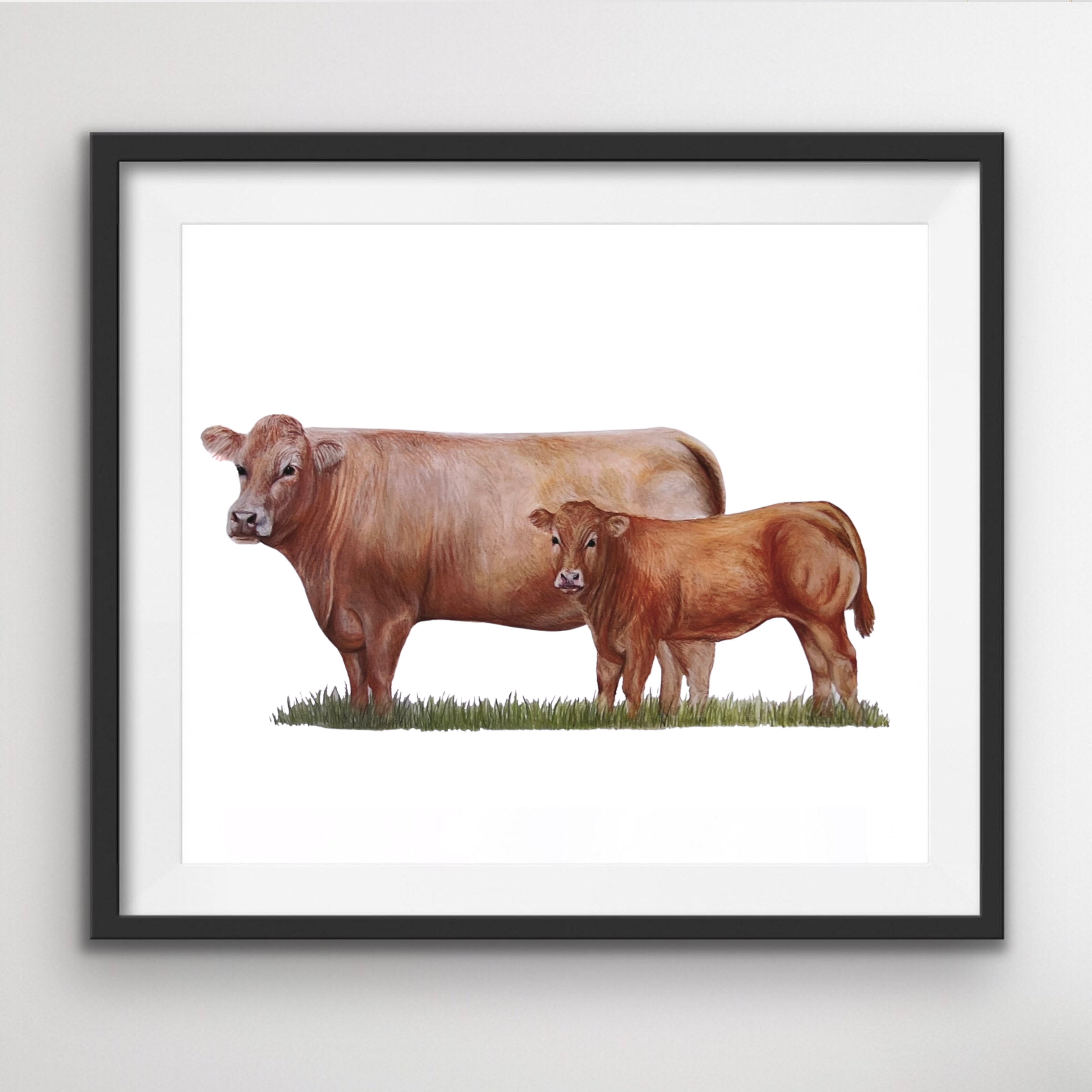 Limousin Cow and Calf Print