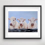 Charolais Cows Print